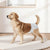 VEVOR Disposable Dog Diapers, Super Absorbent Female Dog Diapers, 360° Leak-Proof Female Doggy Pet Diaper with Wetness Indicator for Heat Period, Training, Incontinence - M, 144 Count (2 Packs of 72)