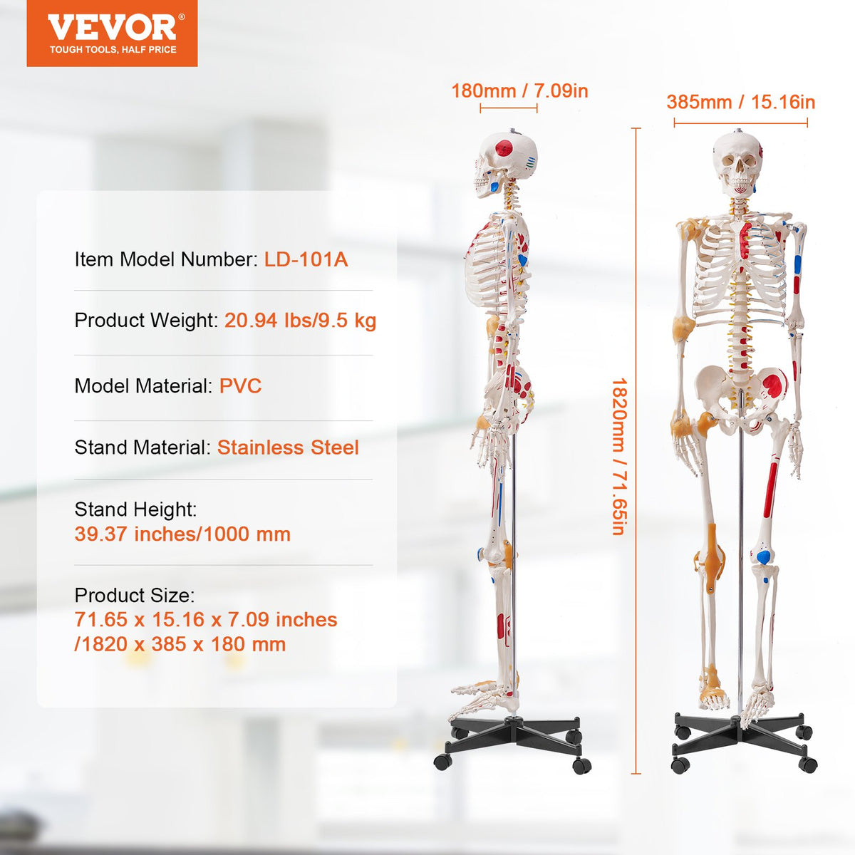VEVOR Human Skeleton Model for Anatomy, 182 cm Life Size, Accurate PVC Anatomy Skeleton Model with Ligaments, Movable Arms, Legs & Jaw, with Muscle Origin & Insertion Points, for Professional Teaching