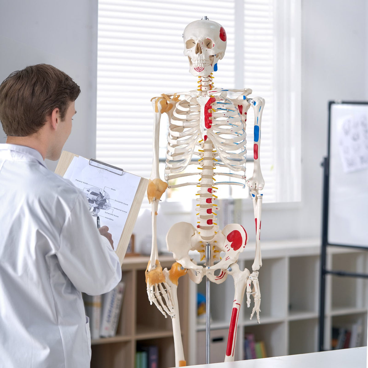 VEVOR Human Skeleton Model for Anatomy, 182 cm Life Size, Accurate PVC Anatomy Skeleton Model with Ligaments, Movable Arms, Legs & Jaw, with Muscle Origin & Insertion Points, for Professional Teaching