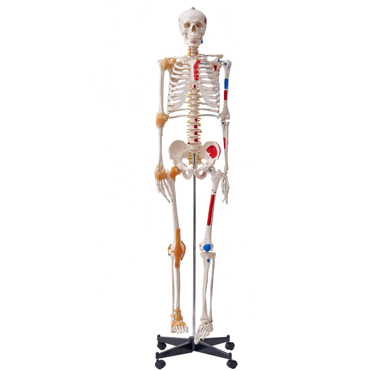 VEVOR Human Skeleton Model for Anatomy, 182 cm Life Size, Accurate PVC Anatomy Skeleton Model with Ligaments, Movable Arms, Legs & Jaw, with Muscle Origin & Insertion Points, for Professional Teaching