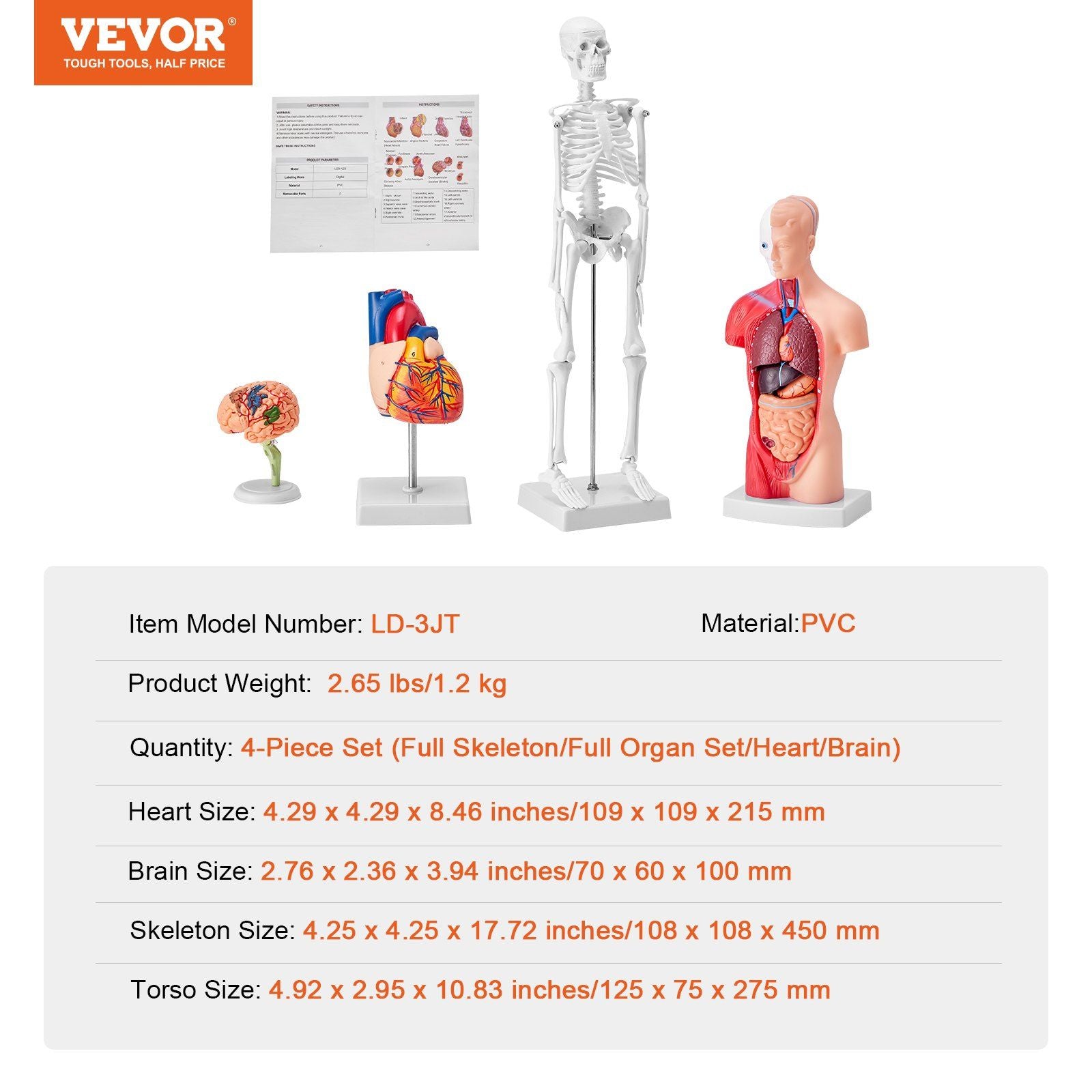 Human Anatomy Models Bundle Set, Brain, Human Torso Body, Heart, Skeleton Model Set of 4, Hands-on 3D Model Study Tools Teaching Models for Physiology Students or as Educational Kit for Kids