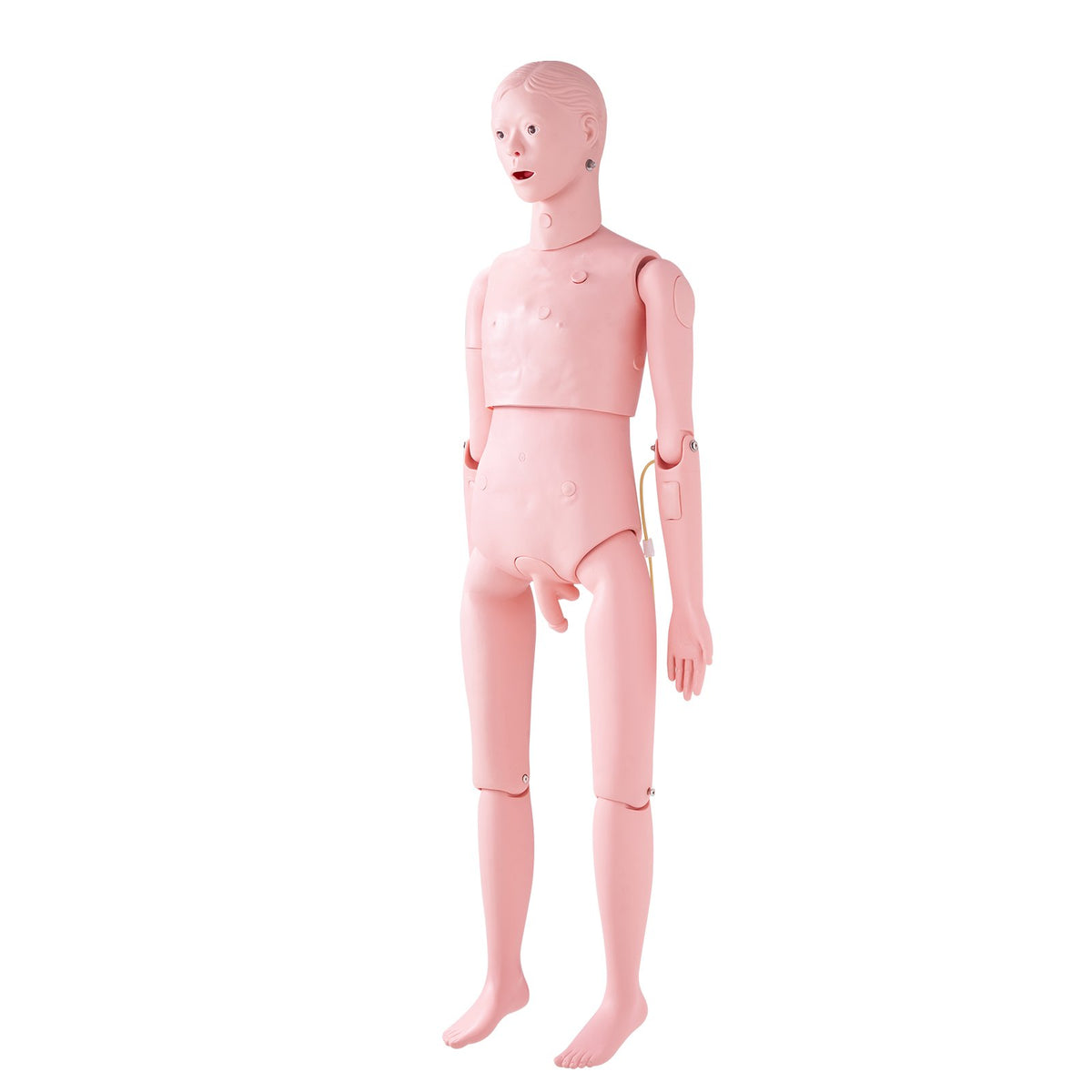 VEVOR Nursing Training Manikin, Male Life Size Demonstration Human Manikin for Nursing Training, Multifunctional Education Teaching Model Supplies, PVC Anatomical Mannequin Body Care Simulator Model