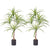 Soga 2 X 90cm Artificial Natural Green Dracaena Dragon Tree Fake Tropical Indoor Plant Home Office Decor