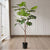 Soga 4 X 180cm Artificial Natural Green Split Leaf Philodendron Tree Fake Tropical Indoor Plant Home Office Decor