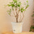 20cm White Plastic Plant Pot Self Watering Planter Flower Bonsai Indoor Outdoor Garden Decor Set of 3