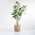 Soga 180cm Green Artificial Indoor Pocket Money Tree Fake Plant Simulation Decorative