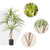 Soga 2 X 90cm Artificial Natural Green Dracaena Dragon Tree Fake Tropical Indoor Plant Home Office Decor