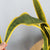 Soga 4 X 95cm Artificial Indoor Yellow Edge Tiger Piran Fake Decoration Tree Flower Pot Plant