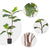 Soga 90cm 2 Trunk Artificial Natural Green Split Leaf Philodendron Tree Fake Tropical Indoor Plant Home Office Decor