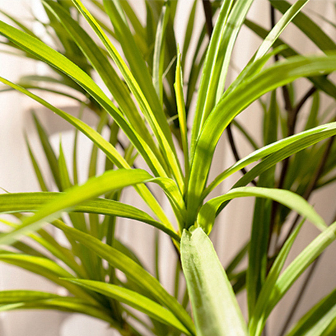 Soga 4 X 120cm Artificial Natural Green Dracaena Dragon Tree Fake Tropical Indoor Plant Home Office Decor
