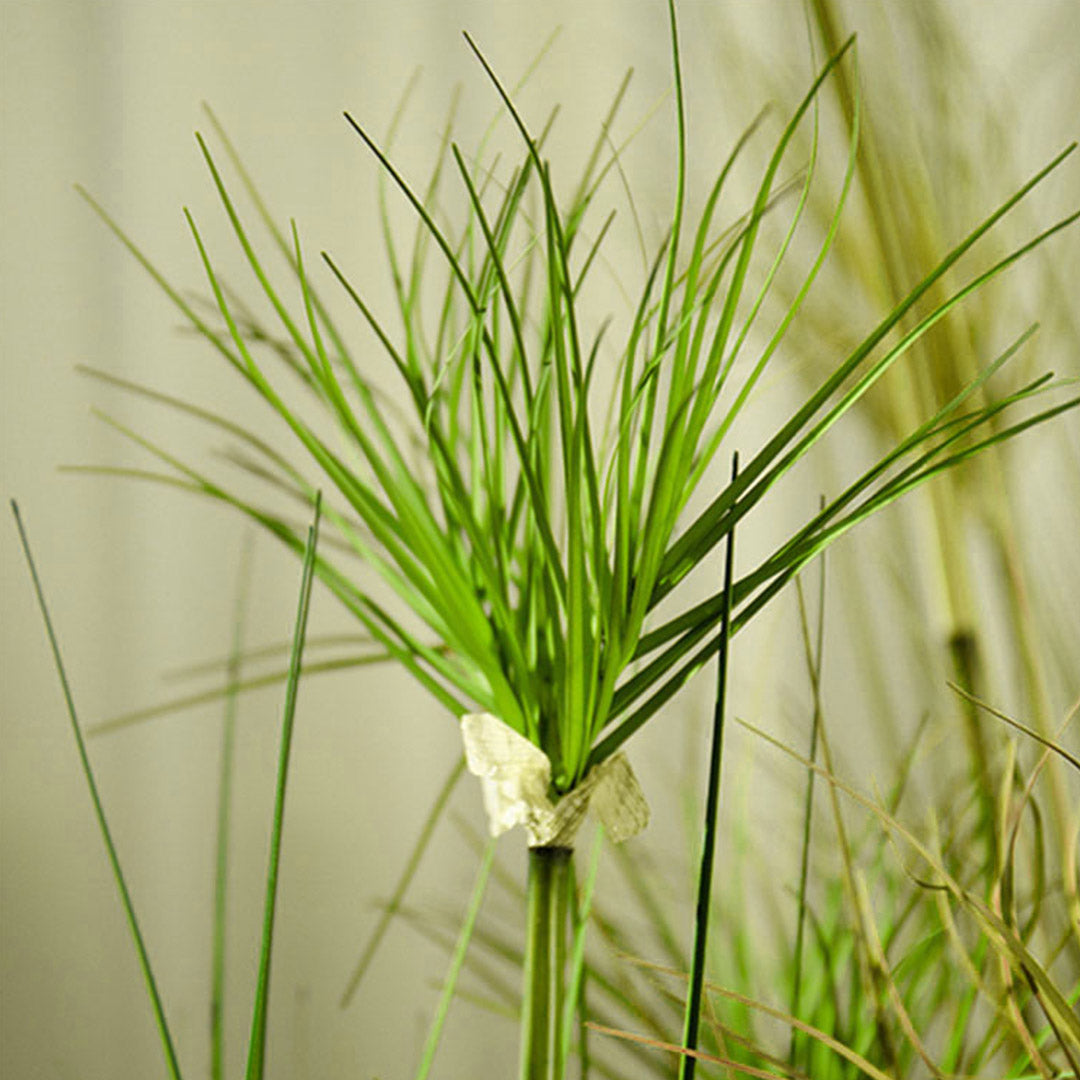 Soga 4 X 150cm Green Artificial Indoor Potted Papyrus Plant Tree Fake Simulation Decorative