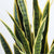 Soga 2 X 95cm Artificial Indoor Yellow Edge Tiger Piran Fake Decoration Tree Flower Pot Plant