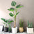 Soga 160cm Green Artificial Indoor Turtle Back Tree Fake Fern Plant Decorative