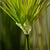 Soga 4 X 150cm Green Artificial Indoor Potted Papyrus Plant Tree Fake Simulation Decorative