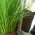 Soga 137cm Green Artificial Indoor Potted Bulrush Grass Tree Fake Plant Simulation Decorative