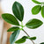 Soga 4 X 180cm Green Artificial Indoor Watercress Tree Fake Plant Simulation Decorative