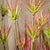 Soga 4 X 120cm Green Artificial Indoor Potted Papyrus Plant Tree Fake Simulation Decorative