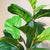 Soga 155cm Green Artificial Indoor Qin Yerong Tree Fake Plant Simulation Decorative