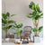 Soga 160cm Green Artificial Indoor Turtle Back Tree Fake Fern Plant Decorative