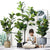 Soga 2 X 120cm Green Artificial Indoor Qin Yerong Tree Fake Plant Simulation Decorative