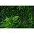 Green Tropics UV Stabilised 1m X 1m