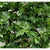 Ivy Garland Vines 260cm Each - 5 Per Pack