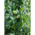 Green Meadows Vertical Garden UV Stabilised 1m X 1m