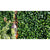 Jasmine Leaf Screens / Panels UV Stabilised 1m X 1m