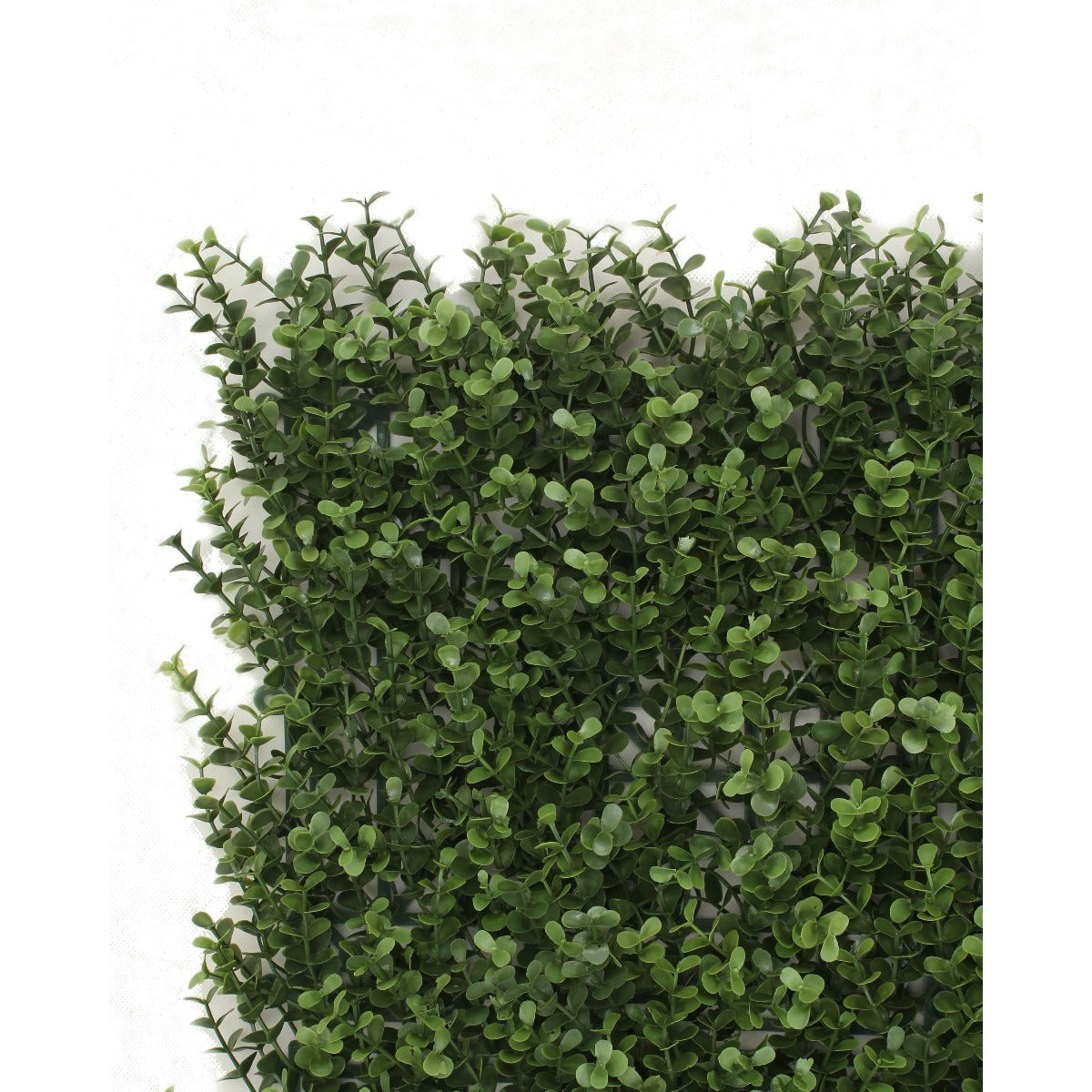 Premium Natural Buxus Hedge Panels UV Resistant 1m x 1m