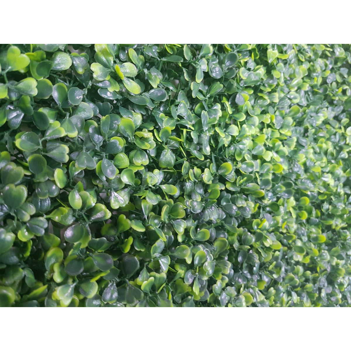 Mixed Boxwood Hedge Panels / Screens UV Resistant 1m x 1m