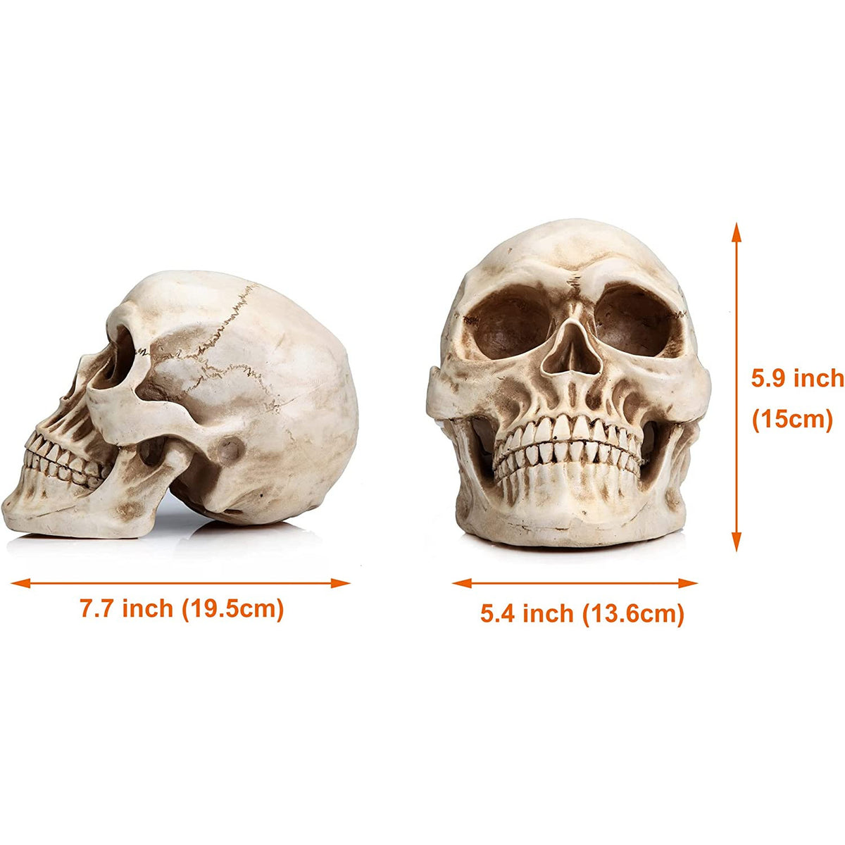 1:1 Replica Realistic Human Adult Skull Head Bone Model