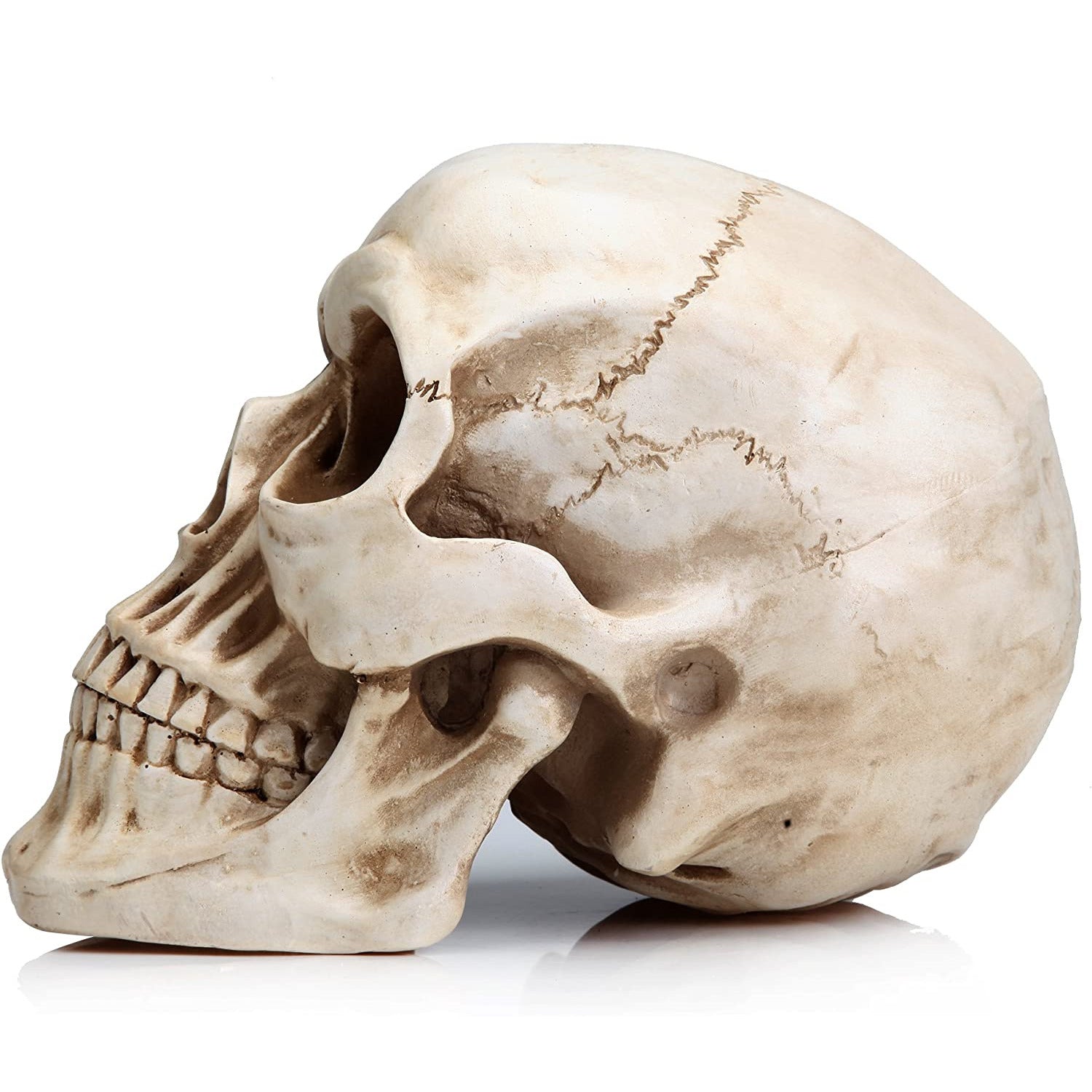 1:1 Replica Realistic Human Adult Skull Head Bone Model