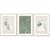 40cmx60cm Abstract body and leaves 3 Sets Gold Frame Canvas Wall Art