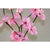 1 Set of 50cm H 20 LED Pink Frangipani Tree Branch Stem Fairy Light Wedding Event Party Function Table Vase Centrepiece Decoration Girl Bedroom