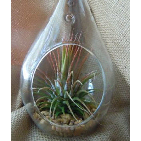 4 Pack of Hanging Clear Glass Tealight Candle Holder Tear Drop Pear Shape - 12cm High - Terrarium Plant Mini Garden Holder Decor