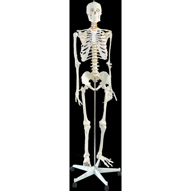 Human Skeleton Anatomical Model 180cm