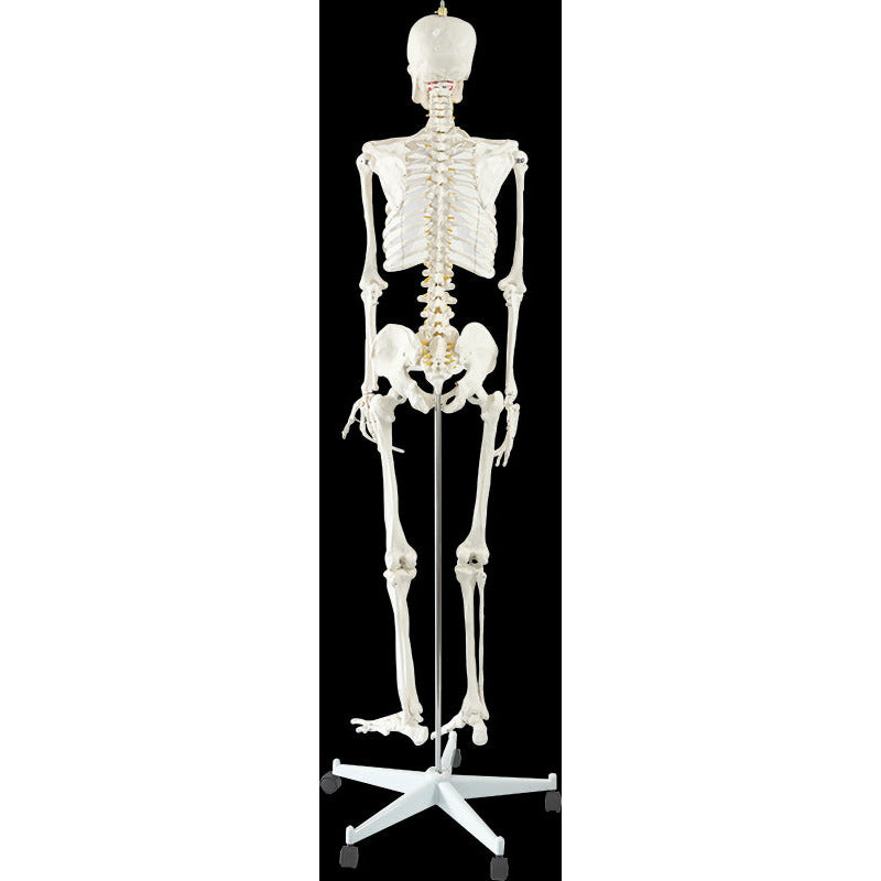 Human Skeleton Anatomical Model 180cm