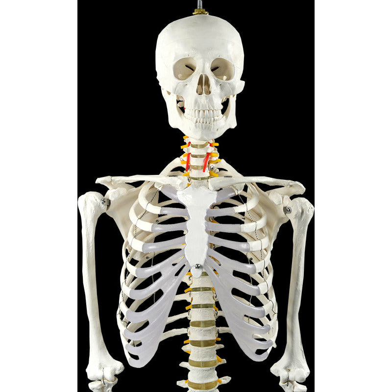 Human Skeleton Anatomical Model 180cm