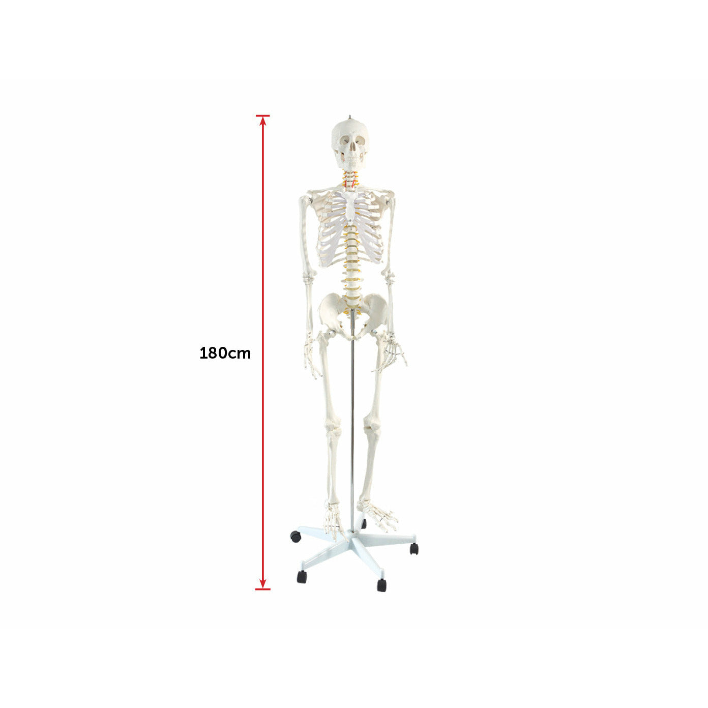 Human Skeleton Anatomical Model 180cm