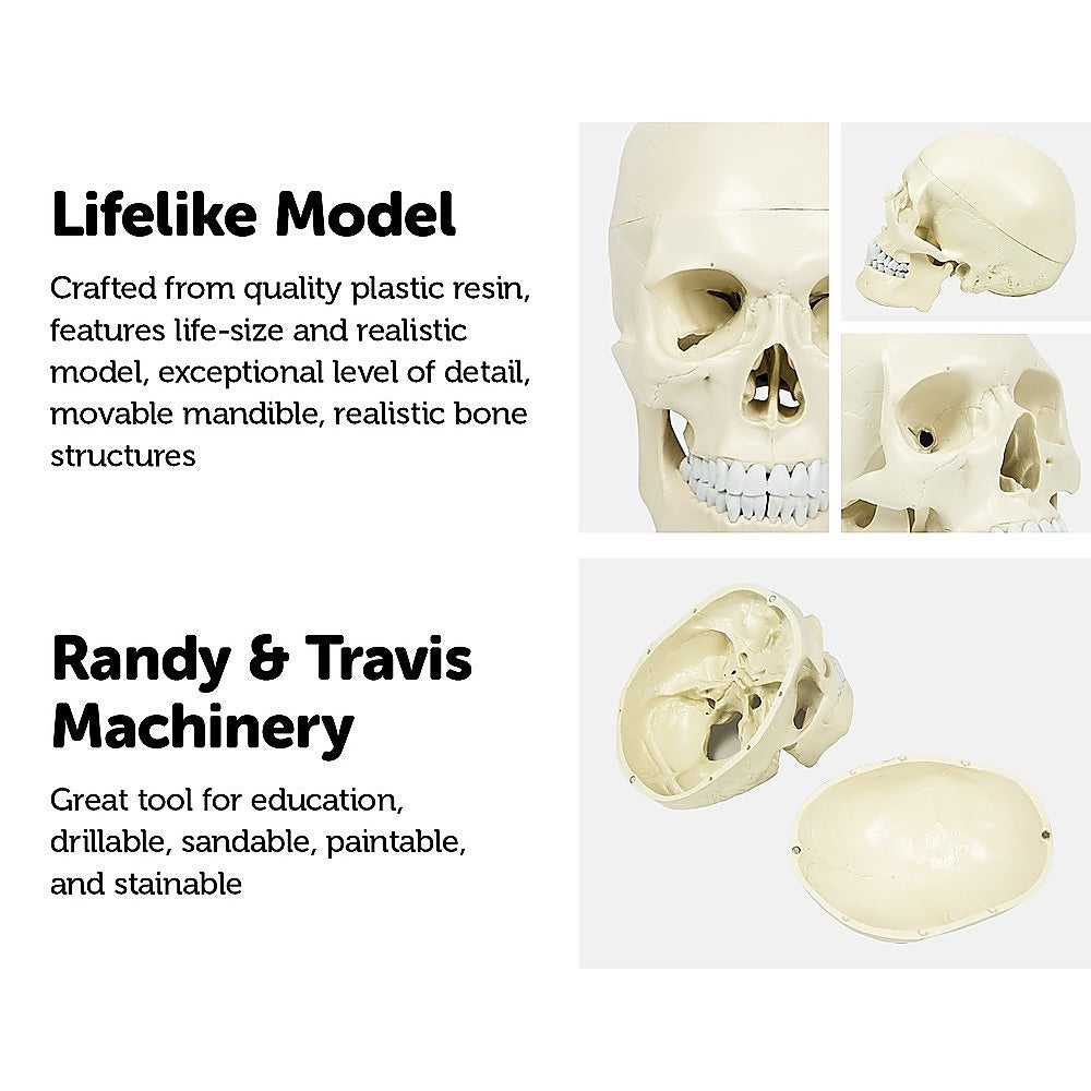 Life Size Anatomical Deluxe Human Skull Model Medical Skeleton Anatomy Replica