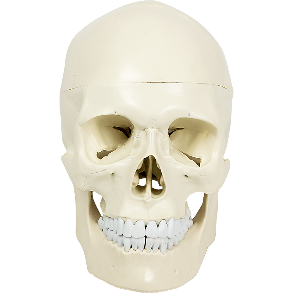 Life Size Anatomical Deluxe Human Skull Model Medical Skeleton Anatomy Replica