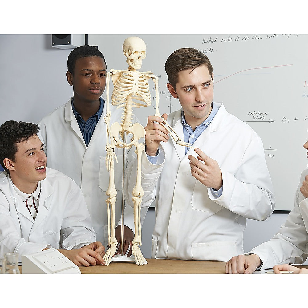 Anatomical 85cm Tall Human Skeleton with Flexible Spine Model - Medical Anatomy