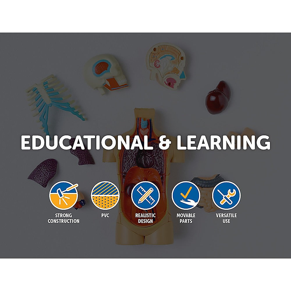 Anatomical 85cm Tall Human Skeleton with Flexible Spine Model - Medical Anatomy