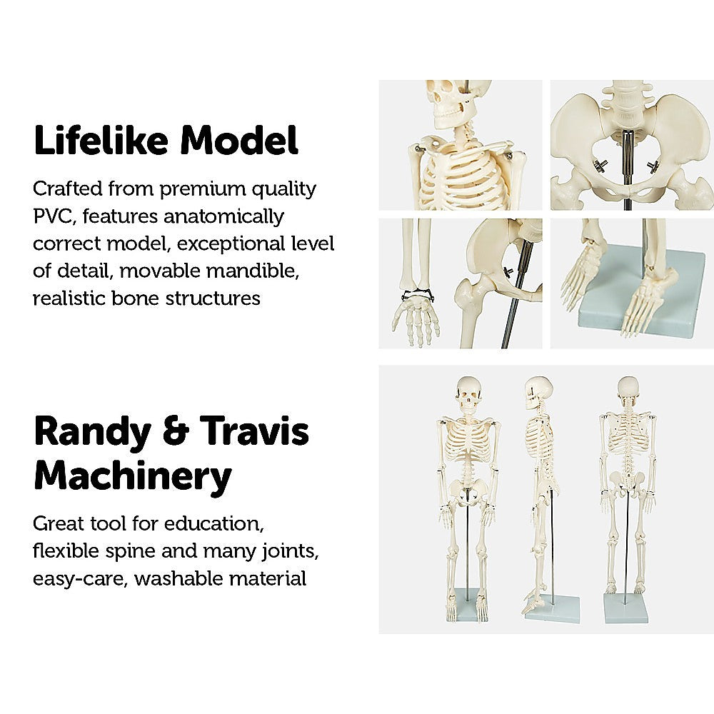 Anatomical 85cm Tall Human Skeleton with Flexible Spine Model - Medical Anatomy