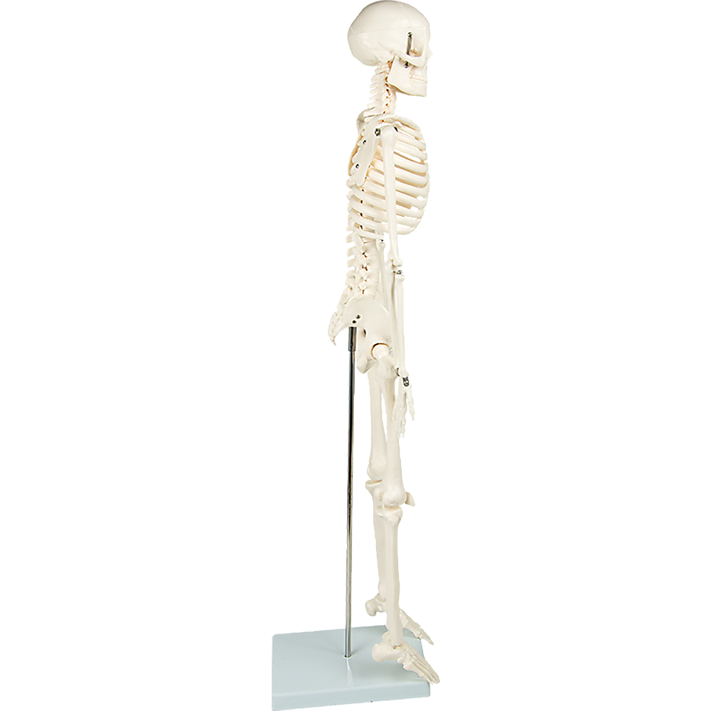 Anatomical 85cm Tall Human Skeleton with Flexible Spine Model - Medical Anatomy
