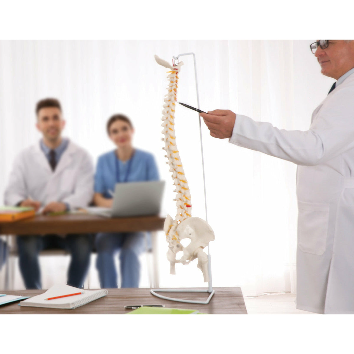 Life Size Flexible Vertebral Spine Pelvis & Femur Skeleton Model Anatomy Model