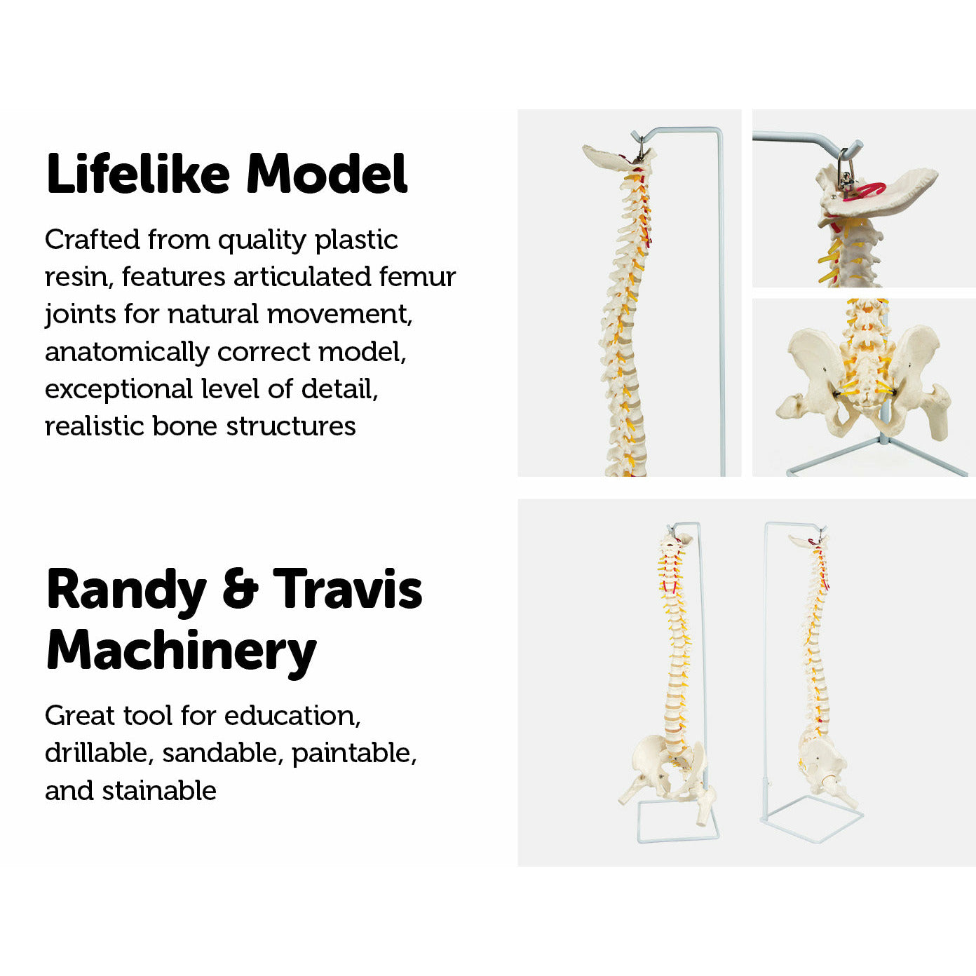 Life Size Flexible Vertebral Spine Pelvis & Femur Skeleton Model Anatomy Model