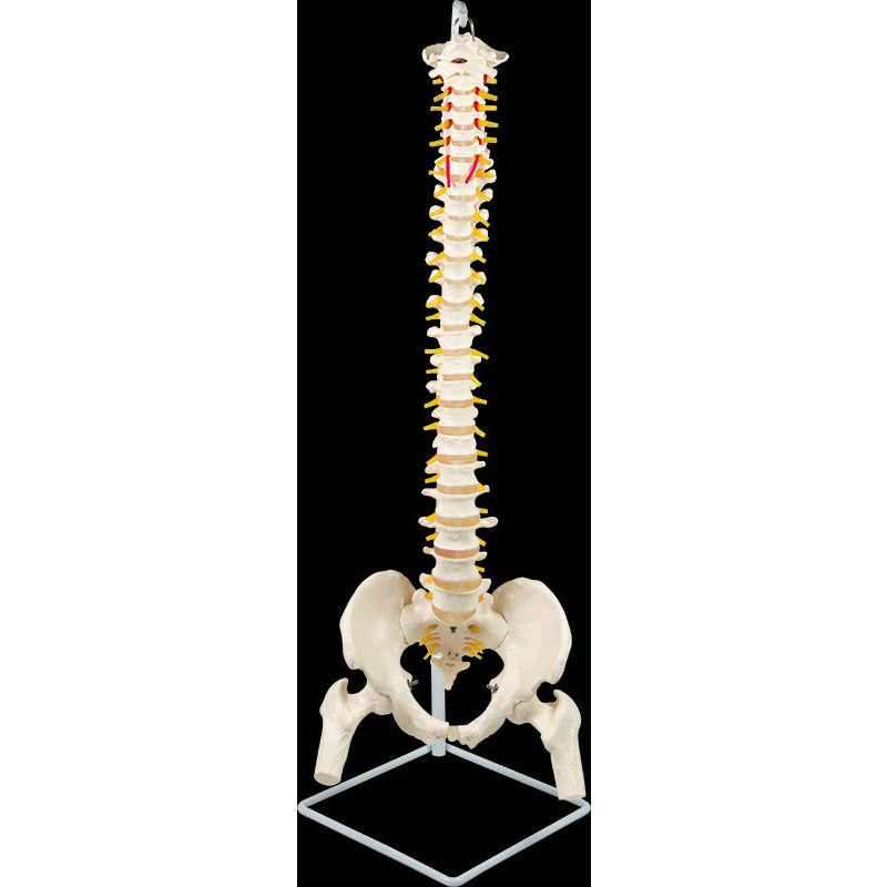 Life Size Flexible Vertebral Spine Pelvis & Femur Skeleton Model Anatomy Model
