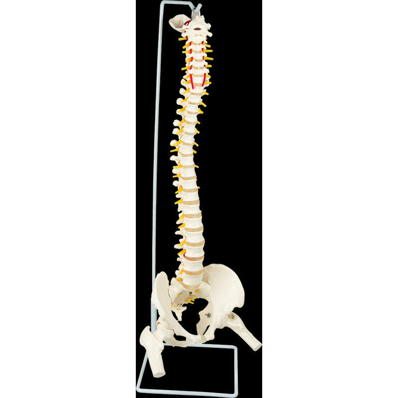 Life Size Flexible Vertebral Spine Pelvis & Femur Skeleton Model Anatomy Model