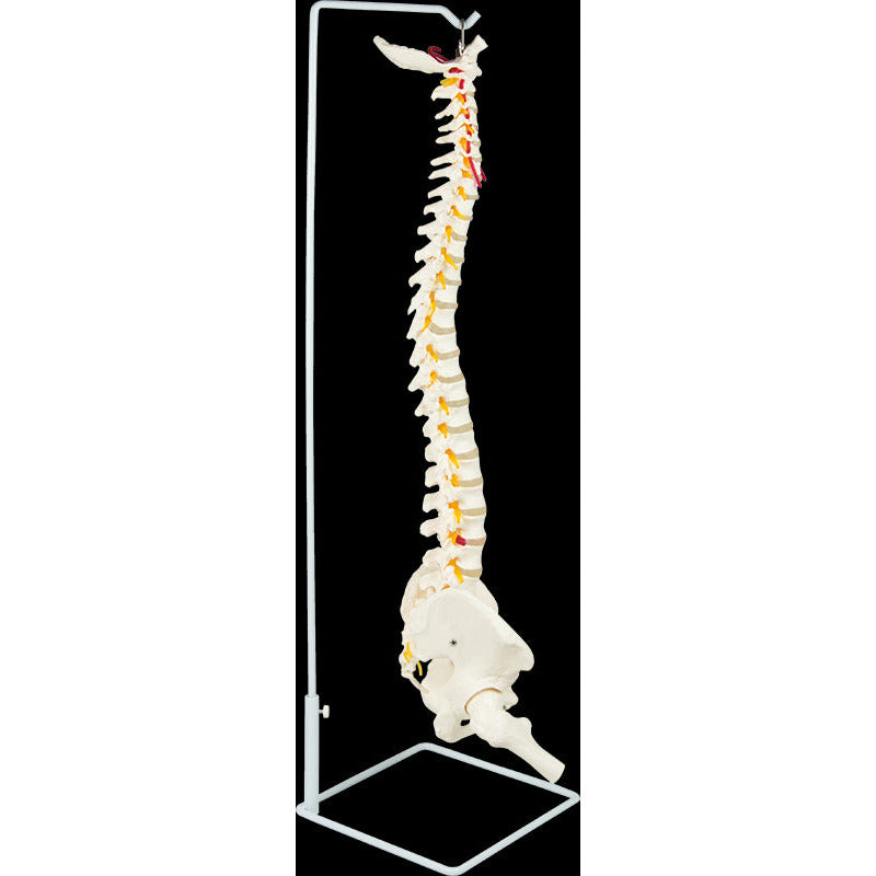 Life Size Flexible Vertebral Spine Pelvis & Femur Skeleton Model Anatomy Model